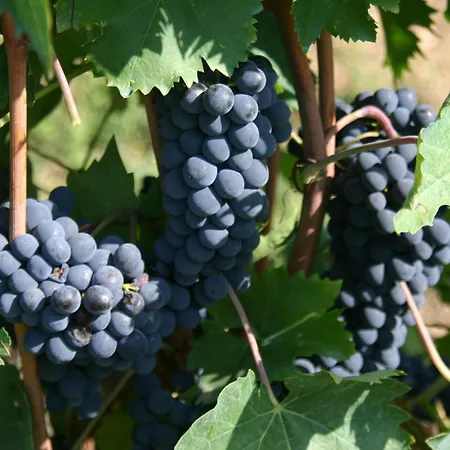 Podere La Cava Country house